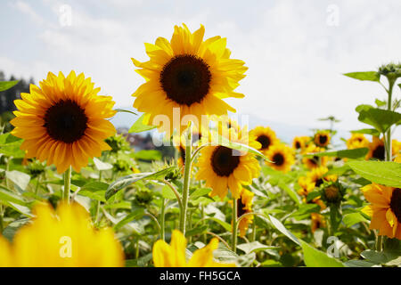 Champ de tournesols en été, Carinthie, Autriche Banque D'Images