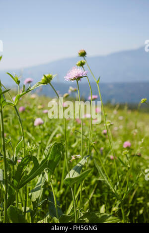 Champ de fleurs en été, Carinthie, Autriche Banque D'Images