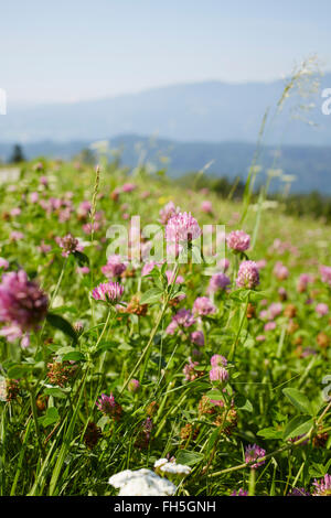Champ de fleurs avec Clover en été, Carinthie, Autriche Banque D'Images