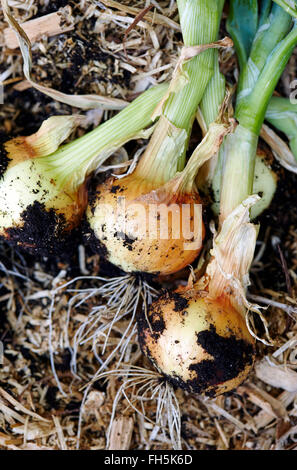Les jeunes oignons frais espagnol partiellement creusée de terre in Vegetable Garden Banque D'Images