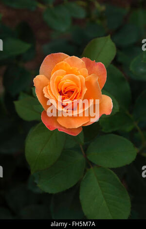 Rose ' frapper riche 'grandiflora , Floribunda, mélange jaune Banque D'Images