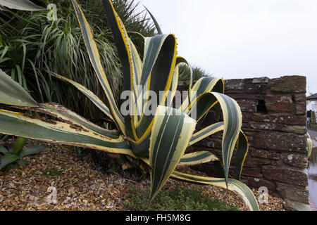 Rosette de chair le grand century plant Agave americana 'Variegata' Banque D'Images