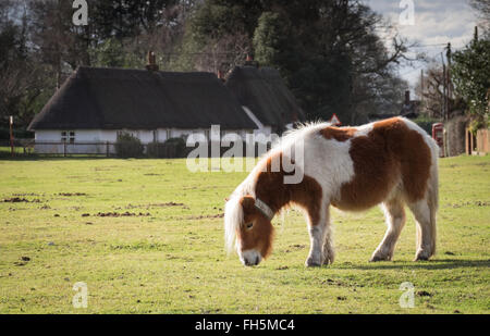 Le village de Hale dans la nouvelle forêt avec un poney sur pâturage vert Hache Banque D'Images