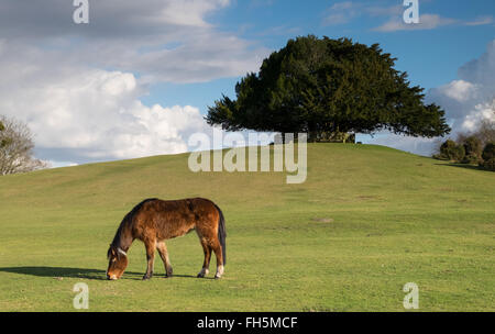 Poneys New Forest au pâturage du banc de Bolton, près de Lyndhurst dans le parc national New Forest Banque D'Images