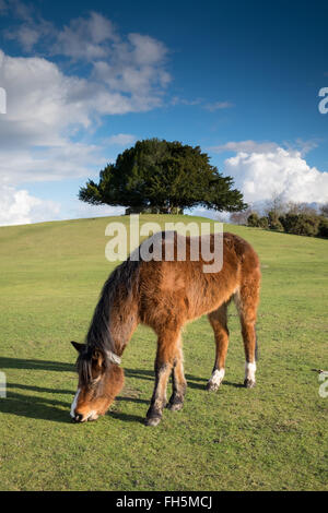 Poneys New Forest au pâturage du banc de Bolton, près de Lyndhurst dans le parc national New Forest Banque D'Images