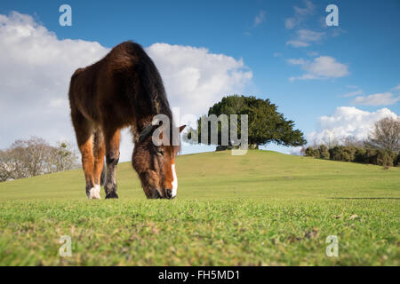 Poneys New Forest au pâturage du banc de Bolton, Lyndhurst dans le parc national New Forest Banque D'Images