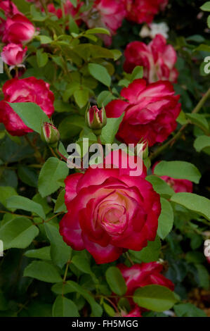 Rosa DOUBLE DELIGHT, bi couleur , rouge, blanc, Banque D'Images