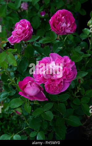 Rosa PAUL NEYRON rose perpétuel hybride Banque D'Images