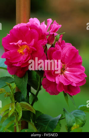 Rosa William BAFFIN Banque D'Images