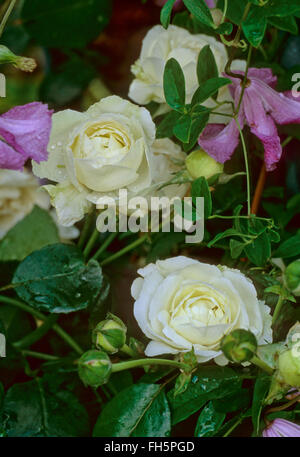 Rosa, Madame Plantier, Alba, Blanc Noisette Hybride Hybride, la Chine, l'épouse, Rose Banque D'Images