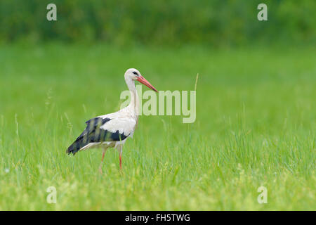 Cigogne Blanche (Ciconia ciconia) sur le pré, Hesse, Allemagne Banque D'Images