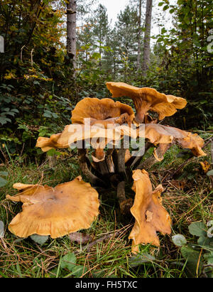 Grand champignon un champignon miel possible comme l'Armillaria mellea croissant sur le plancher de bois de Leigh Woods Bristol Banque D'Images