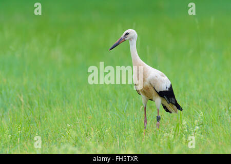 Cigogne Blanche (Ciconia ciconia) sur le pré, Hesse, Allemagne Banque D'Images