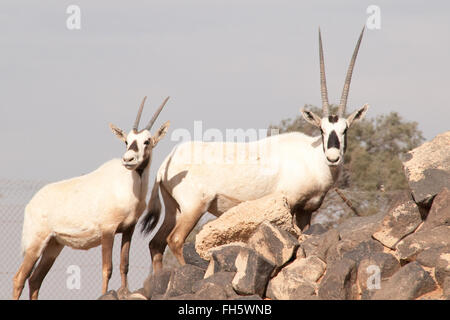 Un troupeau d'Oryx arabe rare dans la réserve naturelle de Shaumari, à la périphérie de l'Oasis Azraq, dans le désert oriental du Royaume hachémite de Jordanie. Banque D'Images