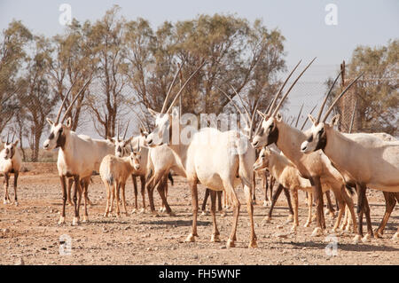 Un troupeau d'Oryx arabe rare dans la réserve naturelle de Shaumari, à la périphérie de l'Oasis Azraq, dans le désert oriental du Royaume hachémite de Jordanie. Banque D'Images