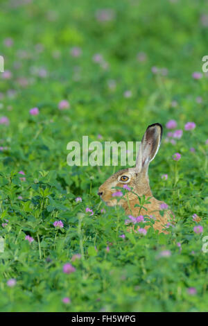 European Brown Hare (Lepus europaeus), Hesse, Allemagne Banque D'Images