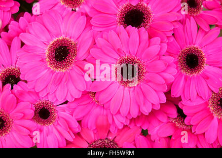 Close-up of rose lumineux, des gerberas dans le magasin de fleurs, Berlin, Allemagne Banque D'Images