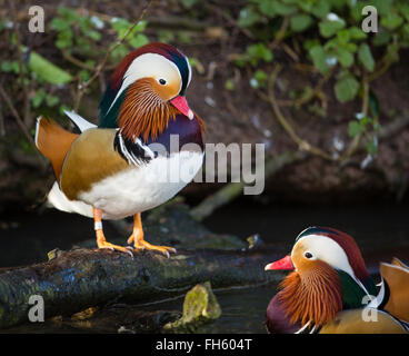 Deux hommes canards mandarin Aix galericulata - Gloucestershire UK Banque D'Images