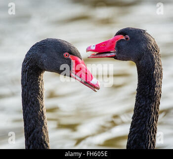 Paire de courtiser les Cygnes noirs Cygnus atratus affichage à l'autre par tête pendillant et appelant Slimbridge - UK Banque D'Images