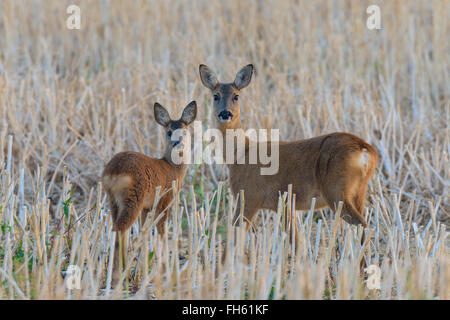 L'ouest de chevreuils (Capreolus capreolus), EC avec le faon, Hesse, Germany, Europe Banque D'Images