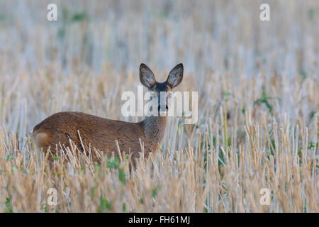 L'ouest de chevreuils (Capreolus capreolus), fauve, Hesse, Germany, Europe Banque D'Images