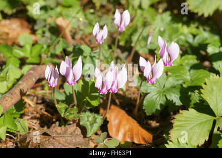 Hederifolium Cyclamen à feuilles de lierre, violette de Perse Banque D'Images