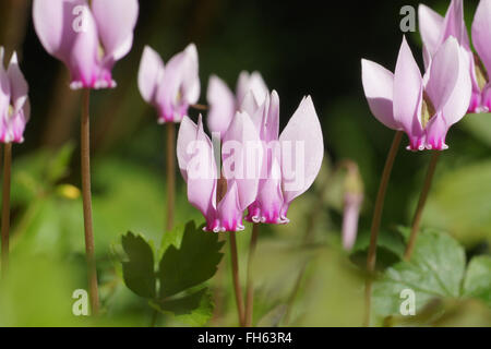 Hederifolium Cyclamen à feuilles de lierre, violette de Perse Banque D'Images