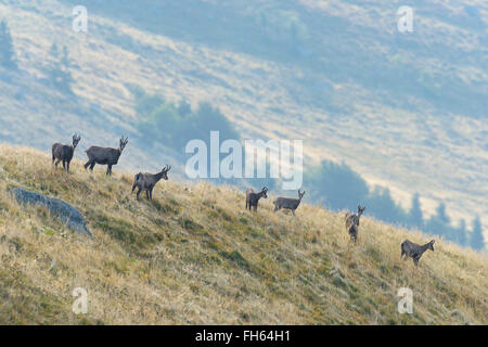 Chamois (Rupicapra rupicapra), Hohneck, Vosges, Alsace, France Banque D'Images