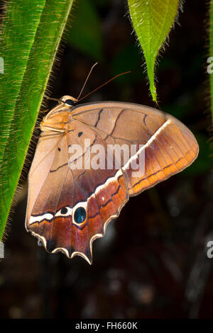 Papillon, Antirrhea sp., de la famille des Riodinidae et dans la forêt tropicale, province de Pastaza, Equateur Banque D'Images