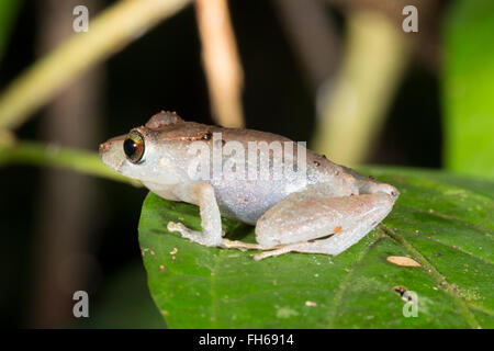 Pristimantis luscombei pluie (grenouille) d'une feuille dans la forêt tropicale, province de Pastaza, Equateur Banque D'Images