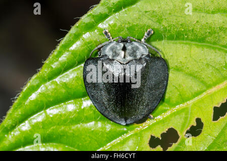 Tortiose beetle (sous-famille des Chrysomelidae Cassidinae, famille) sur une feuille dans la forêt tropicale, province de Pastaza, Equateur Banque D'Images