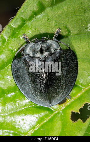 Tortiose beetle (sous-famille des Chrysomelidae Cassidinae, famille) sur une feuille dans la forêt tropicale, province de Pastaza, Equateur Banque D'Images