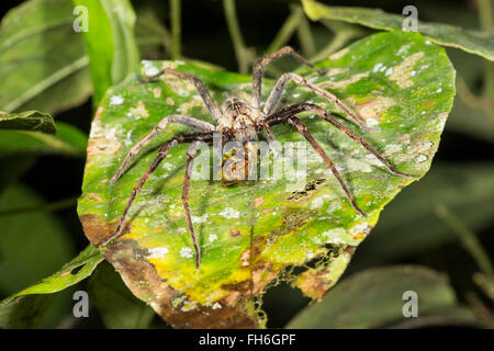 De grandes araignées errantes (famille des Ctenidae) se nourrissent d'une sauterelle dans la forêt la nuit, province de Pastaza, Equateur Banque D'Images