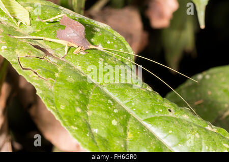 Katydid (Typophyllum feuilles imiter sp.) dans le sous-étage de la forêt tropicale, Pastaza province, l'Équateur Banque D'Images