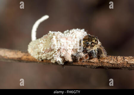 Champignon Cordyceps, fruit d'un (des) qu'il a infecté et tué. Dans la forêt tropicale, Pastaza, l'Équateur. Banque D'Images