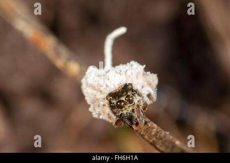 Champignon Cordyceps, fruit d'un (des) qu'il a infecté et tué. Dans la forêt tropicale, Pastaza, l'Équateur. Banque D'Images