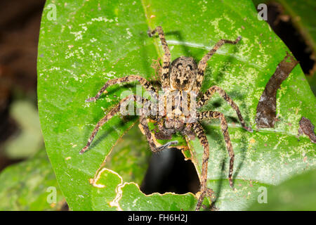 L'errance de la famille Ctenidae lon une feuille dans la forêt tropicale, province de Pastaza, Equateur Banque D'Images