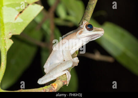 À ventre marron (Osteocephalus fuscifacies treefrog broméliacées) dans la forêt tropicale, Pastaza province, l'Équateur Banque D'Images