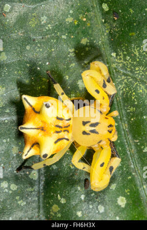 Imitant fleur araignée crabe (Epicadus heterogaster) sur une feuille de la forêt tropicale dans la province de Pastaza, de l'Équateur. Banque D'Images