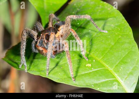 Spider errance (famille Ctenidae) manger un insecte dans le sous-étage de la forêt tropicale la nuit, province de Pastaza, Equateur Banque D'Images