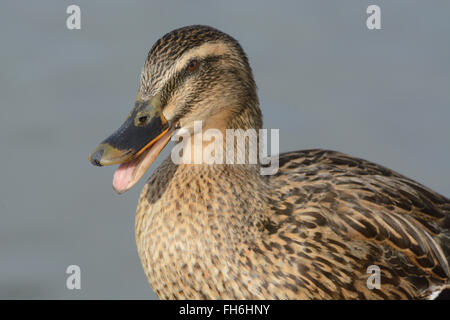 Portrait de Rouen quaking canard Banque D'Images