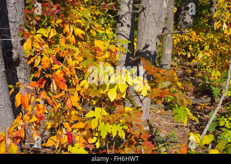 Les feuilles de l'automne coloré à Riley Trails Banque D'Images