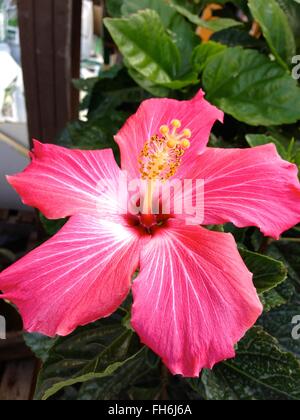 Hibiscus rose et blanc fleur en pleine floraison, Hawaii, USA Banque D'Images