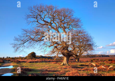 Arbre en hiver à Mogshade Hill, New Forest, Lyndhurst, England, UK Banque D'Images