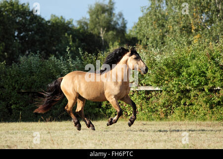 Chevaux de galop s'exécute sur le pré en soirée vers le bas Banque D'Images