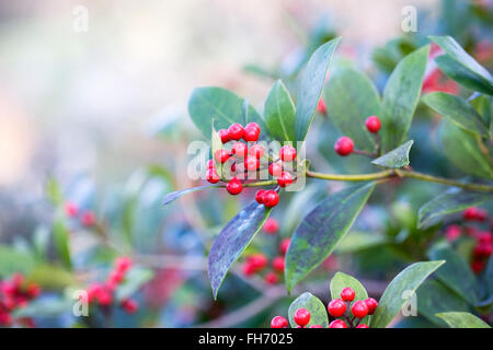 Skimmia japonica des baies en hiver. Banque D'Images