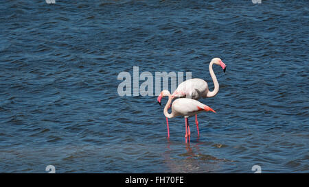 Plus de flamants roses (Phoenicopterus roseus) debout dans l'eau, Sardaigne, Italie Banque D'Images