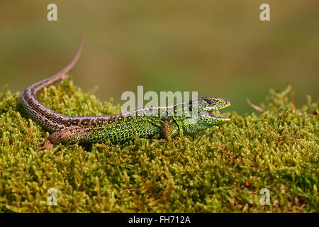 Sand lizard (Lacerta agilis), homme, Mecklembourg-Poméranie-Occidentale, Allemagne Banque D'Images