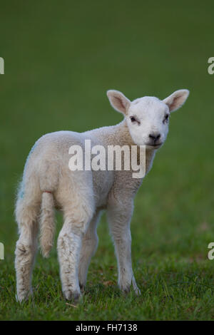 (Ovis aries), l'agneau sur un pâturage, Suffolk, Royaume-Uni Banque D'Images
