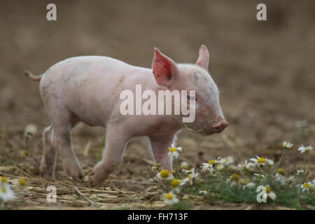 Porc domestique (Sus scrofa domesticus), porcelet dans un champ, Suffolk, Royaume-Uni Banque D'Images